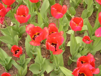 Keywords: цветы