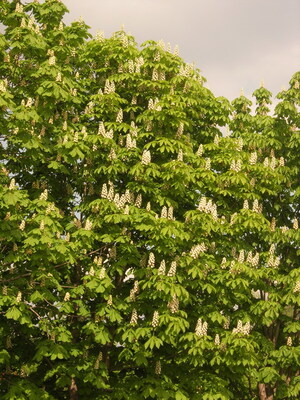 Keywords: цветы