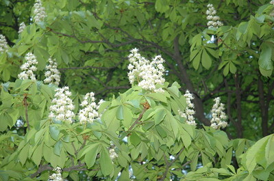 Keywords: цветы