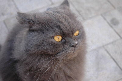 Keywords: кошки